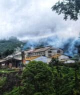 Tea Manufacturing