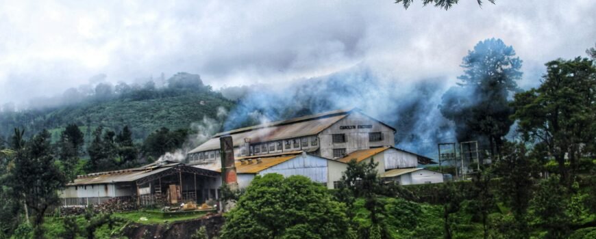 Tea Manufacturing