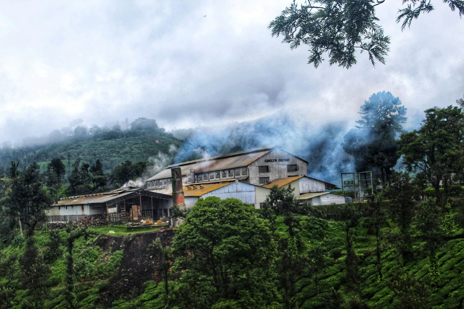 Tea Manufacturing Process in Tea Factory. - Zircon E-Shop