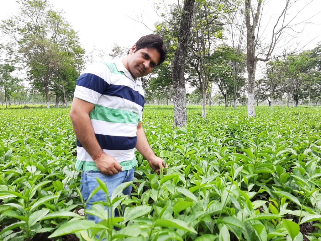 Tripura Tea