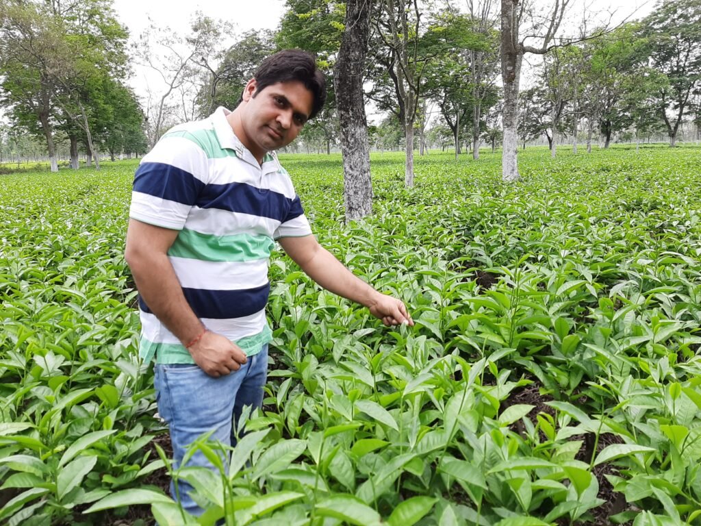 Tea Leaf