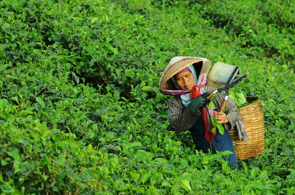 Tea In Manipur