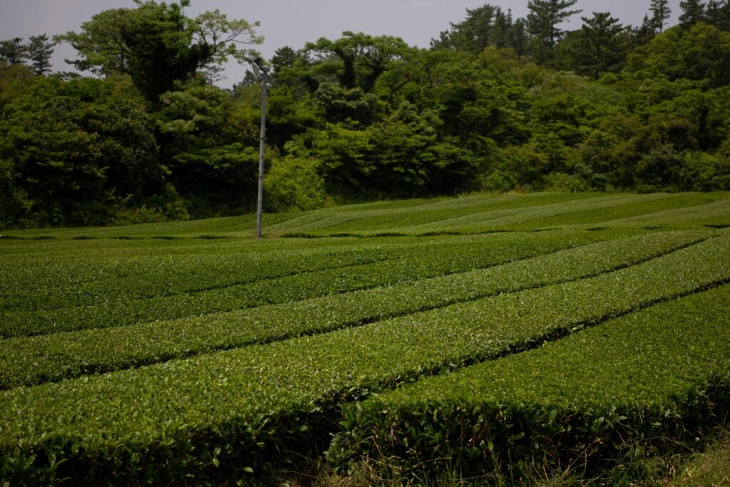 Tea Pruning