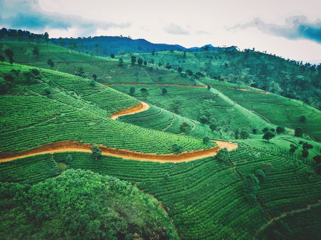 Tea Seed