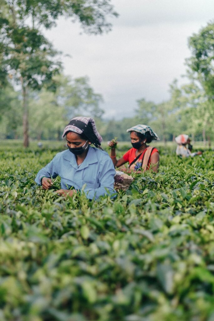 Tea Plucking