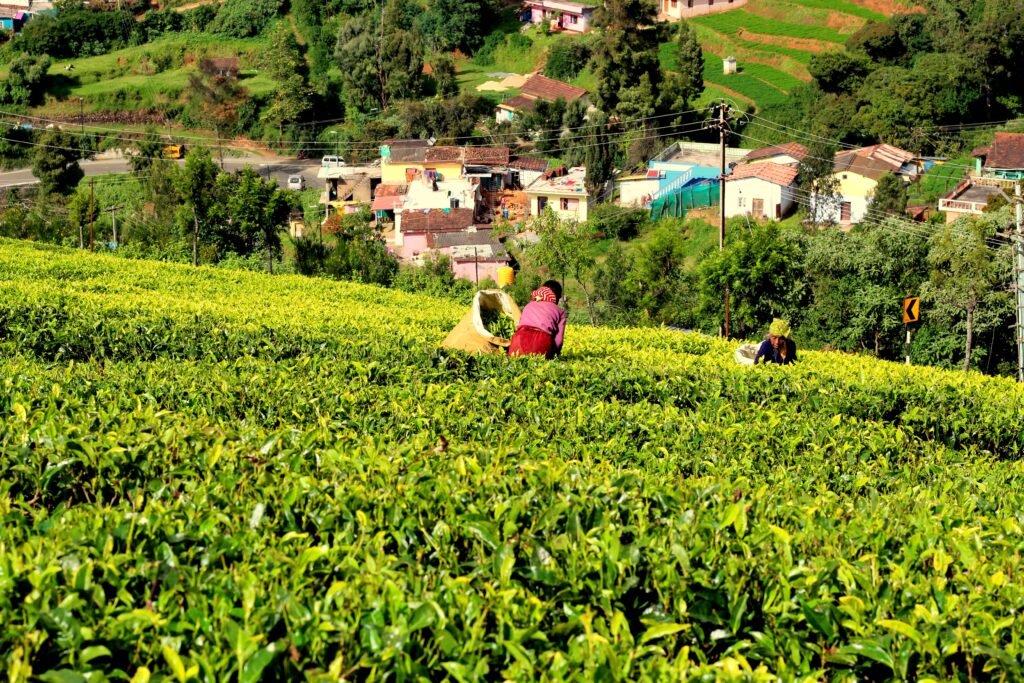Tea Plantation