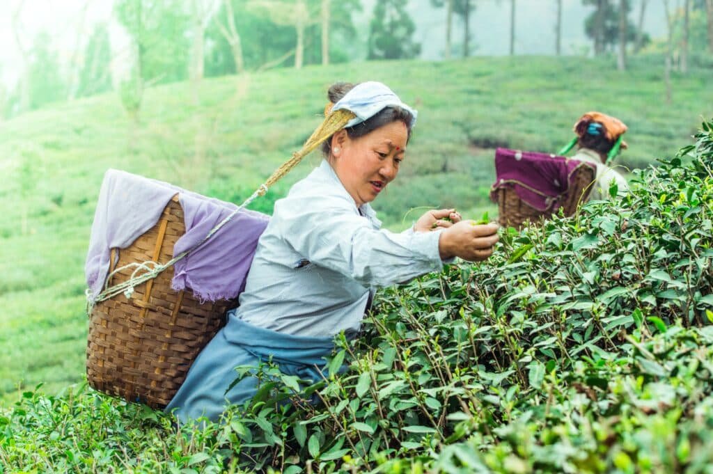 Tea Gardens