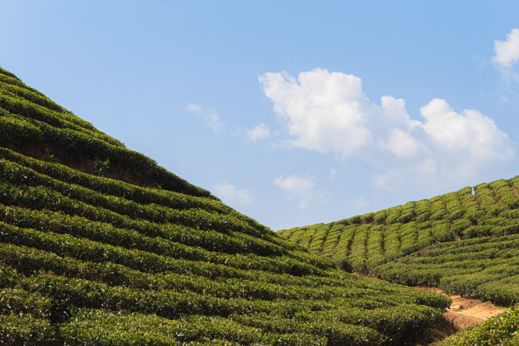 Tea in Himachal Pradesh